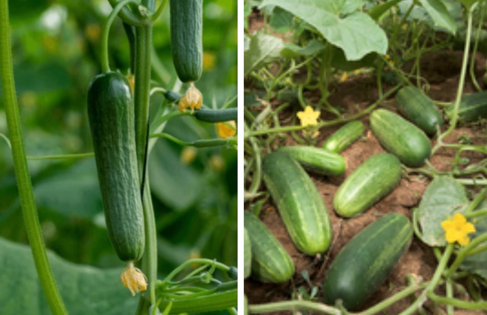 Was ist die Gurke Cucumis Sativus? Alles über die Gurkenpflanze